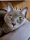 RIVER - Offered by Owner - Senior Russian Blue
