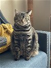 adoptable Cat in hillsboro, OR named LYRA - Offered by Owner