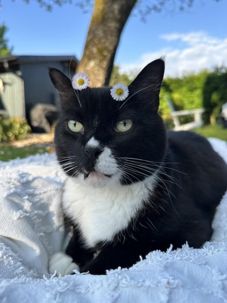 adoptable Cat in Hillsboro, OR named KEVIN - Offered by Owner - In/out Senior