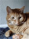 adoptable Cat in , OR named Stanley T Manley - Offered by Owner - Young Boy