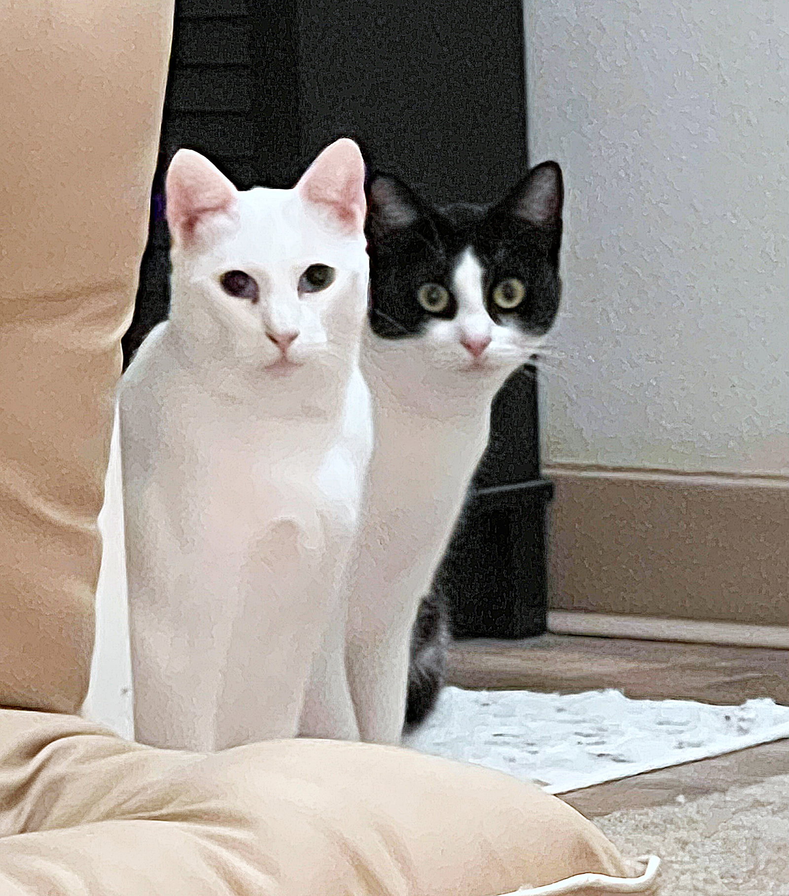 Mousey MOUSEY & VEGA - Offered by Owner - Deaf / Bonded's Web Page