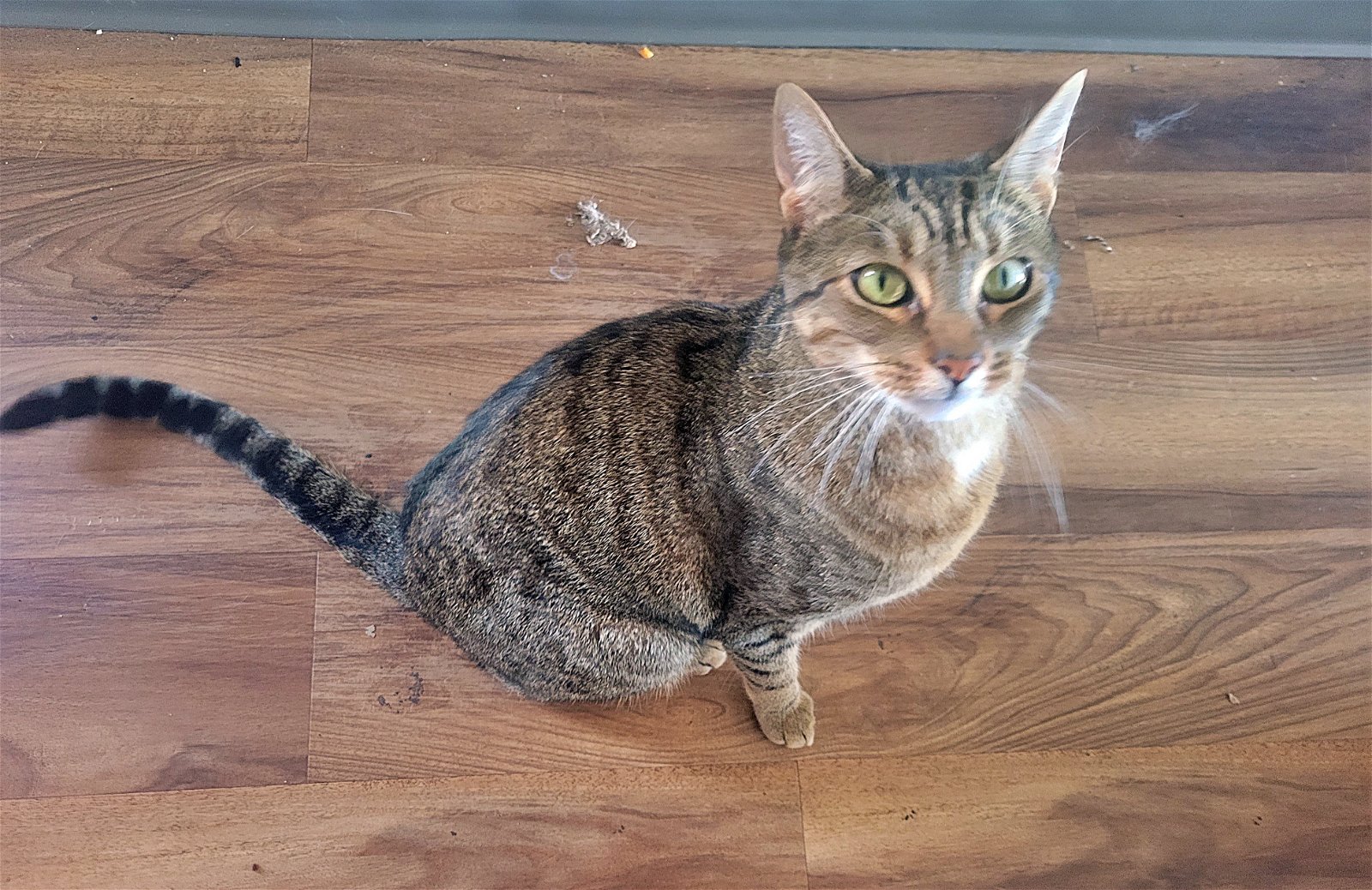 adoptable Cat in Hillsboro, OR named BEAR - Offered by Owner - Family Cat