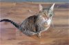 adoptable Cat in hillsboro, OR named BEAR - Offered by Owner - Family Cat