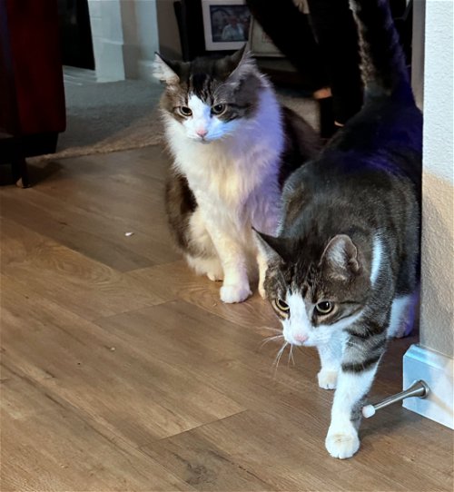 MICKEY 'n MINNIE - Offered by Owner - Bonded Adult