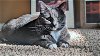 adoptable Cat in hillsboro, OR named FIONA - Offered by Owner - Young Adult