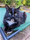 adoptable Cat in , OR named SIMON - Offered by Owner - In/Out Senior