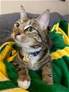 adoptable Cat in hillsboro, OR named MILO - Offered by Owner
