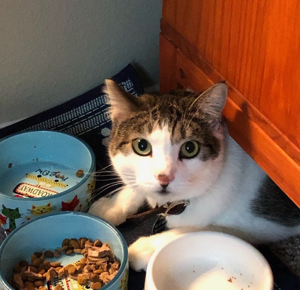 adoptable Cat in Hillsboro, OR named Cricket - Offered by Owner