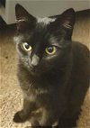 adoptable Cat in hillsboro, OR named Stella - Offered by Owner