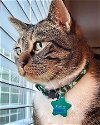 adoptable Cat in  named Rufus Meowright- Offered by Owner