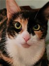 adoptable Cat in hillsboro, OR named Amy- Offered by Owner