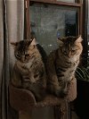 Hazel and Ruthie - Bonded Pair Offered by Owner