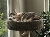 adoptable Cat in hillsboro, OR named Sunday - Offered by Owner