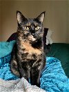 MILLIE - Offered by Owner - Young Female