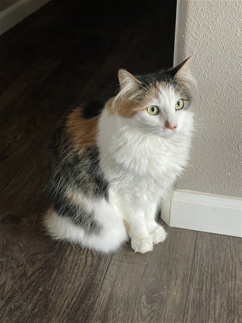 LU - Offered by Owner- Calico Beauty