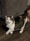 LU - Offered by Owner- Calico Beauty