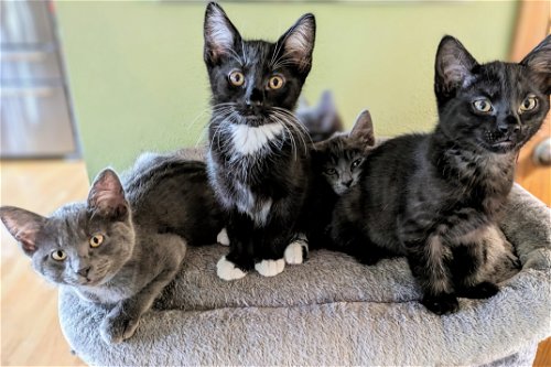 COUNTY KITTENS!! 5 SWEETIES FOR ADOPTION