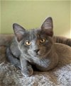 adoptable Cat in hillsboro, OR named COUNTY KITTENS - BENTON, Active, personable boy
