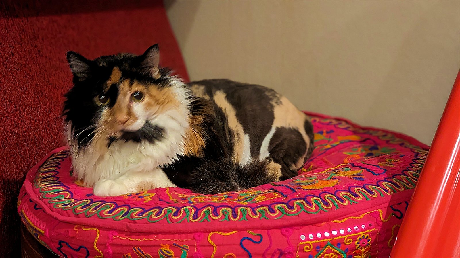 adoptable Cat in Hillsboro, OR named AYA - Sweet inside, fluffy on the outside...