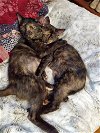 adoptable Cat in  named Paisley and Pixie | Mother/daughter Pair