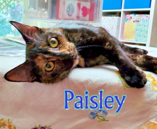 adoptable Cat in Hillsboro, OR named Paisley and Pixie | Mother/daughter Pair