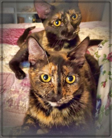 PAISLEY & PIXIE - Mother & Daughter Team