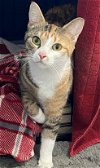adoptable Cat in , OR named Winnie Super Sweetheart