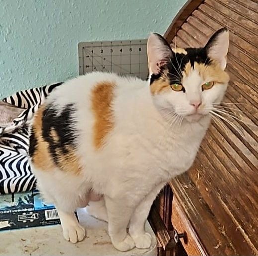 adoptable Cat in Hillsboro, OR named Pikachu - Offered by Owner