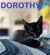 adoptable Cat in  named DOROTHY & FASTIE  ~ brother & sister duo