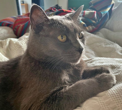 MOWGLI -Offered by Owner - Sr. Russian Blue F