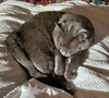 MOWGLI -Offered by Owner - Sr. Russian Blue F