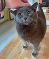 MOWGLI -Offered by Owner - Sr. Russian Blue F