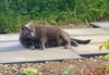 MOWGLI -Offered by Owner - Sr. Russian Blue F
