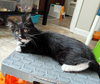 Minnie - Sweet Social Kitten Girl