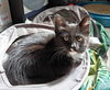 Minnie - Sweet Social Kitten Girl