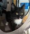 Minnie - Sweet Social Kitten Girl