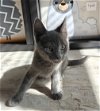 Bean - Outgoing Kitten Boy