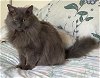 adoptable Cat in hillsboro, OR named MISSY - Offered by Owner - Long-haired Senior