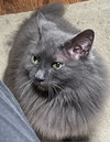 MISSY - Offered by Owner - Long-haired Senior