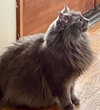MISSY - Offered by Owner - Long-haired Senior