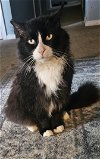 adoptable Cat in  named Finnegan  - Offered by Owner -Fluffy and friendly