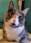 adoptable Cat in  named Dumpling - Offered by Owner - Adult Calico