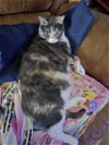 Dumpling - Offered by Owner - Adult Calico