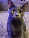 adoptable Cat in hillsboro, OR named KOI & MOCHI - Offered by Owner - Young Pair