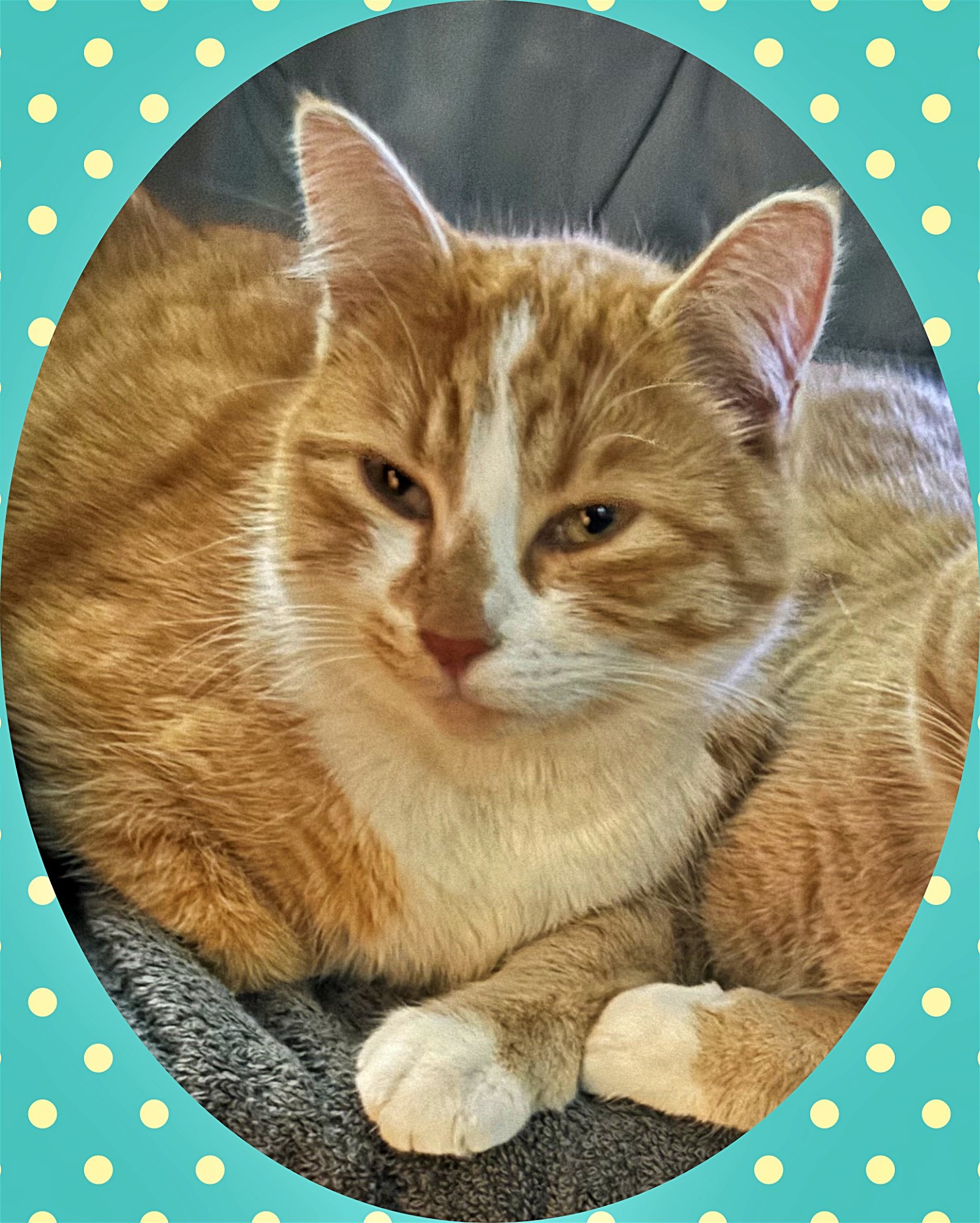 adoptable Cat in Hillsboro, OR named MEATLOAF - Offered by Owner - In/out family cat