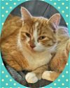 adoptable Cat in  named MEATLOAF - Offered by Owner - In/out family cat