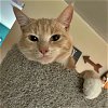 MEATLOAF - Offered by Owner - In/out family cat