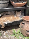 MEATLOAF - Offered by Owner - In/out family cat