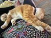 FISHSTICKS - Offered by Owner - Young Family Cat