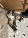 adoptable Cat in hillsboro, OR named LOKI & HELENA - Offered by Owner - Bonded Pair
